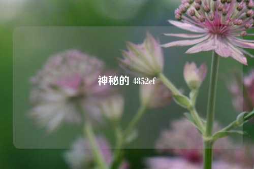神秘的 4852cf