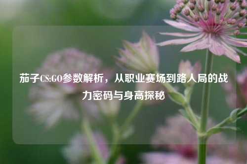 茄子CS:GO参数解析，从职业赛场到路人局的战力密码与身高探秘